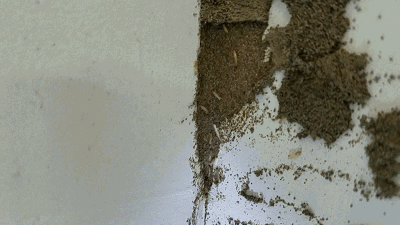 bab7cd3578034aee5bc86cb698446486.gif