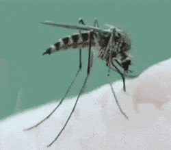0ccbe652eaeb66f51c22749821d4b665.gif