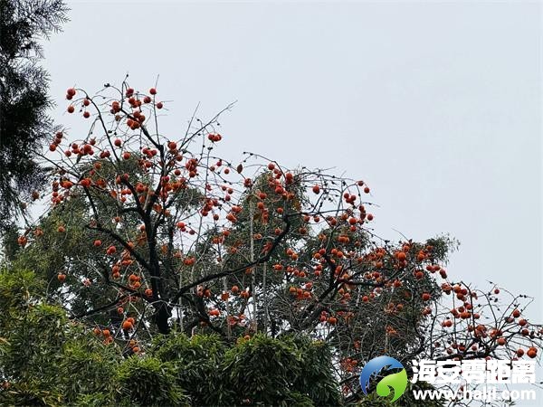 45b7426646d68f1a3041898d35a0f263~noop.image?_iz=58558&from=article.pc_detail&lk3s=953192f4&x-expires=1732523216&x-signature=2grVaVeIU0M0aoR5ScajlOE47%2BY%3D