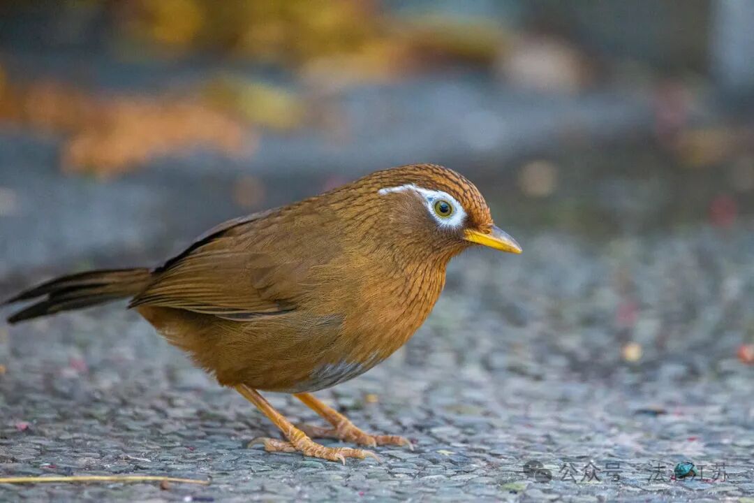 640?wx_fmt=jpeg&from=appmsg#imgIndex=4